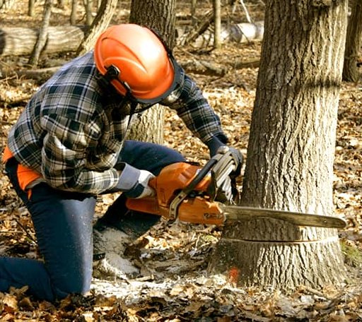 Tree Removal in Woodburn, IN